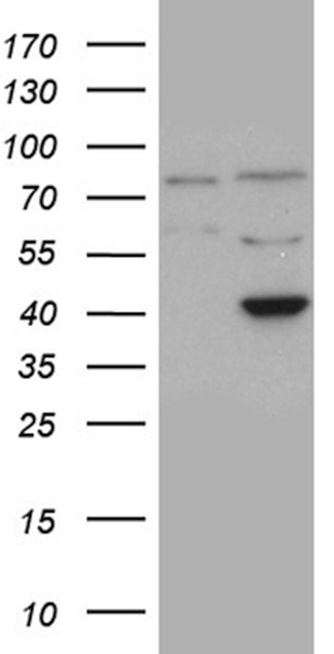 APOBEC4 Antibody in Western Blot (WB)