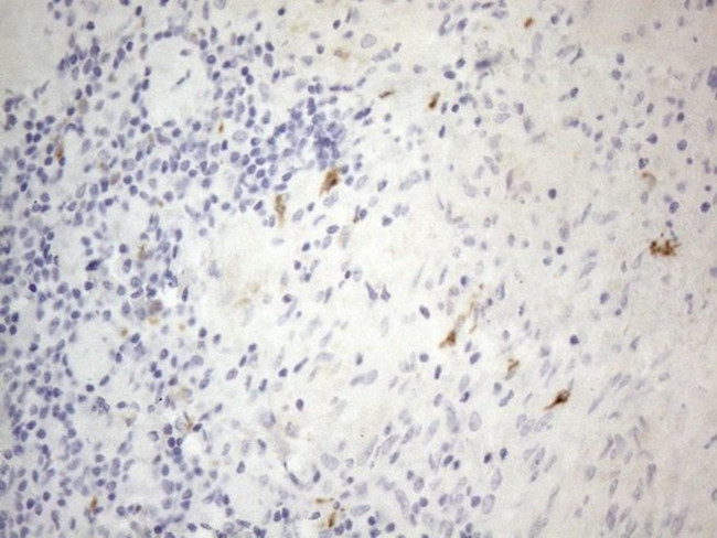 APOBR Antibody in Immunohistochemistry (Paraffin) (IHC (P))