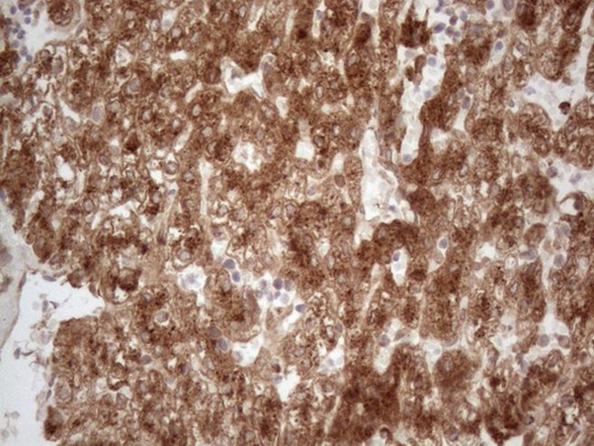 APOE Antibody in Immunohistochemistry (Paraffin) (IHC (P))