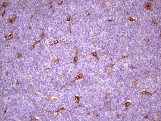 APOE Antibody in Immunohistochemistry (Paraffin) (IHC (P))