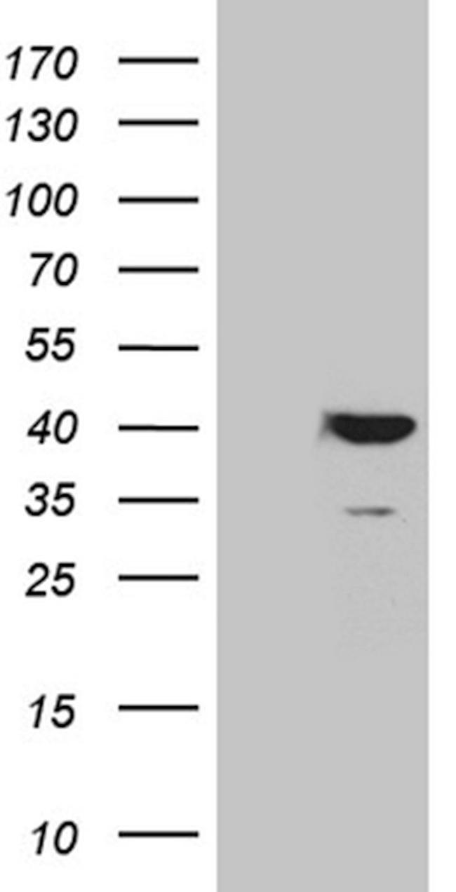 APOL1 Antibody in Western Blot (WB)