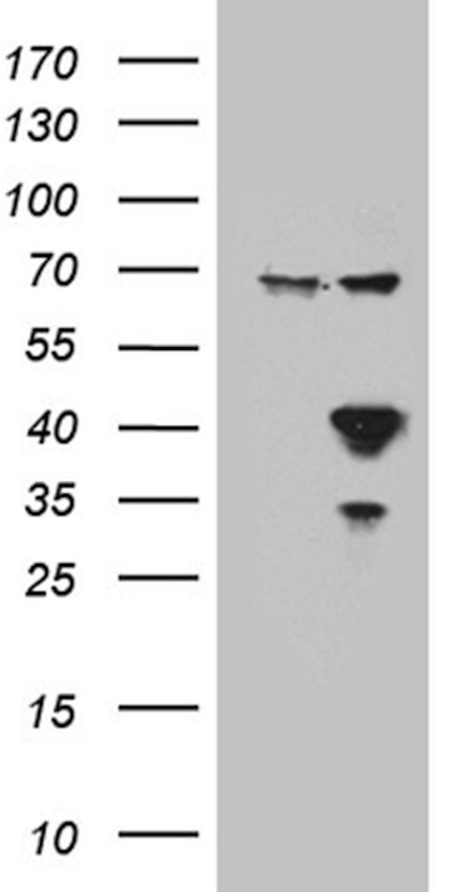 APOL1 Antibody in Western Blot (WB)