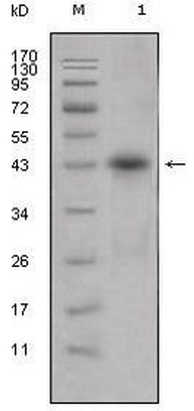 Apolipoprotein L1 Antibody in Western Blot (WB)