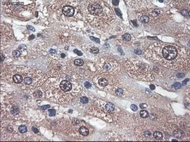 APOM Antibody in Immunohistochemistry (Paraffin) (IHC (P))