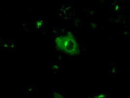 APP Antibody in Immunocytochemistry (ICC/IF)