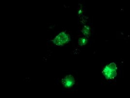 APP Antibody in Immunocytochemistry (ICC/IF)
