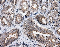 APP Antibody in Immunohistochemistry (Paraffin) (IHC (P))