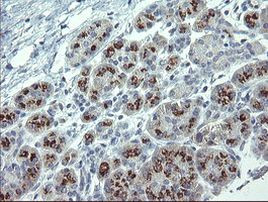 APP Antibody in Immunohistochemistry (Paraffin) (IHC (P))