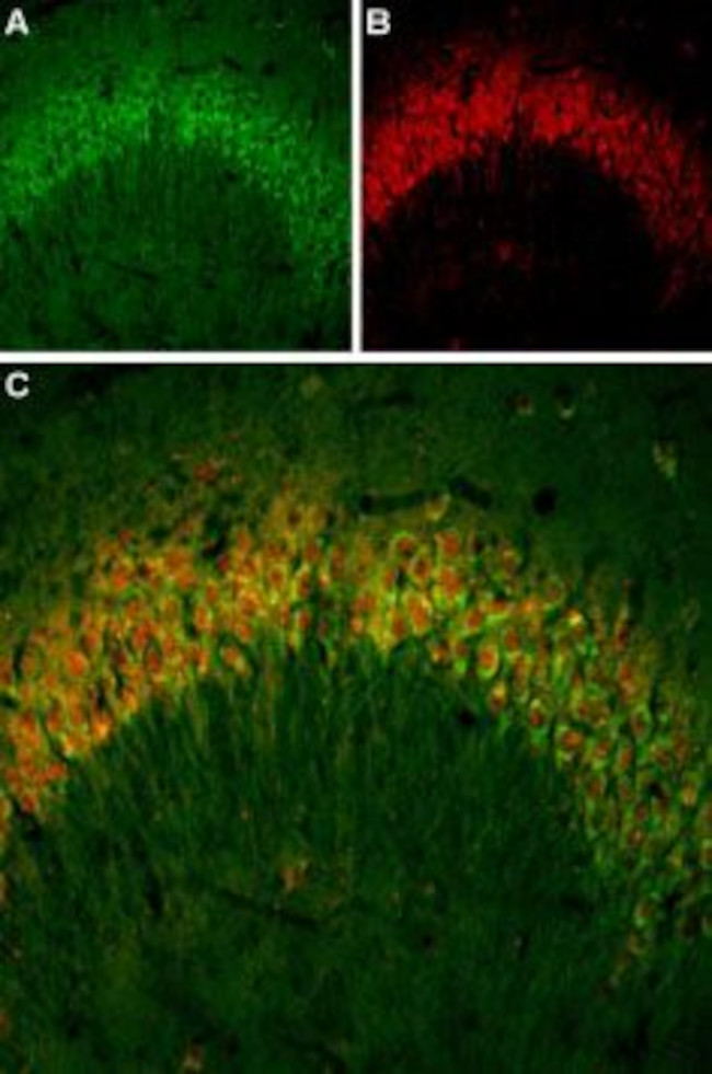 PTH2R (extracellular) Antibody in Immunohistochemistry (Frozen) (IHC (F))