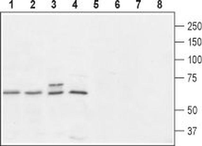 PrRP Receptor (GPR10) Antibody in Western Blot (WB)