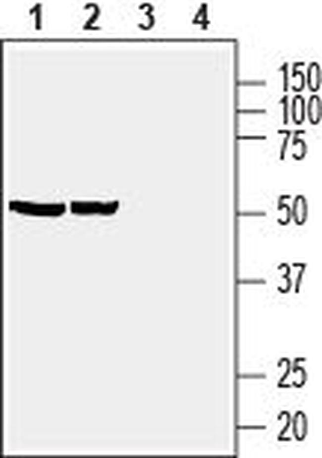 Prostaglandin E Receptor EP4 (PTGER4) Antibody in Western Blot (WB)