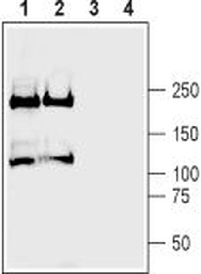 Plexin-A2 (extracellular) Antibody in Western Blot (WB)