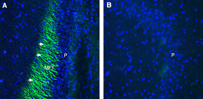 Plexin-A4 (extracellular) Antibody in Immunohistochemistry (Frozen) (IHC (F))