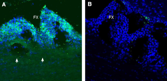 PepT2/SLC15A2 (extracellular) Antibody in Immunohistochemistry (Frozen) (IHC (F))