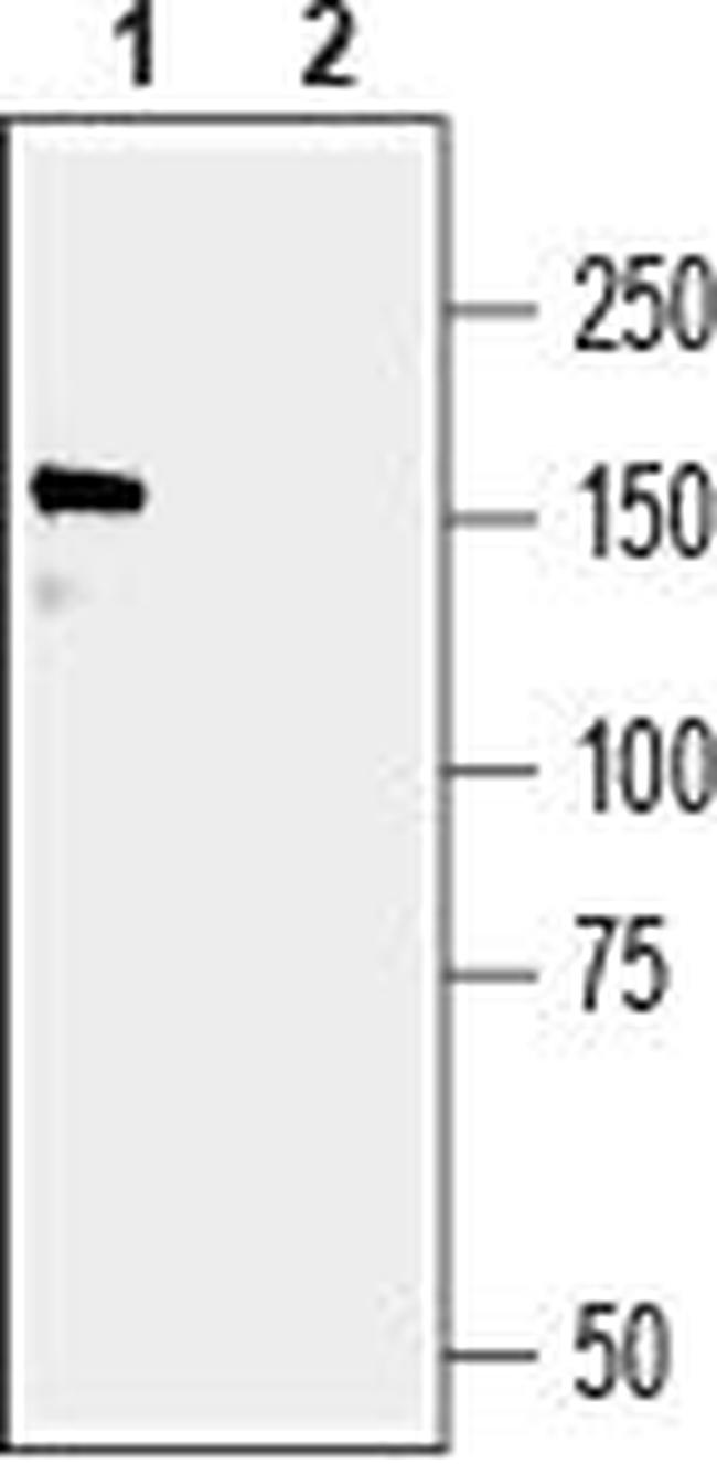 GRIP1 Antibody in Western Blot (WB)