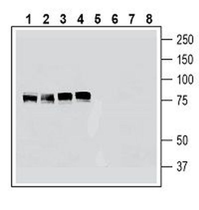 Cortactin Antibody in Western Blot (WB)