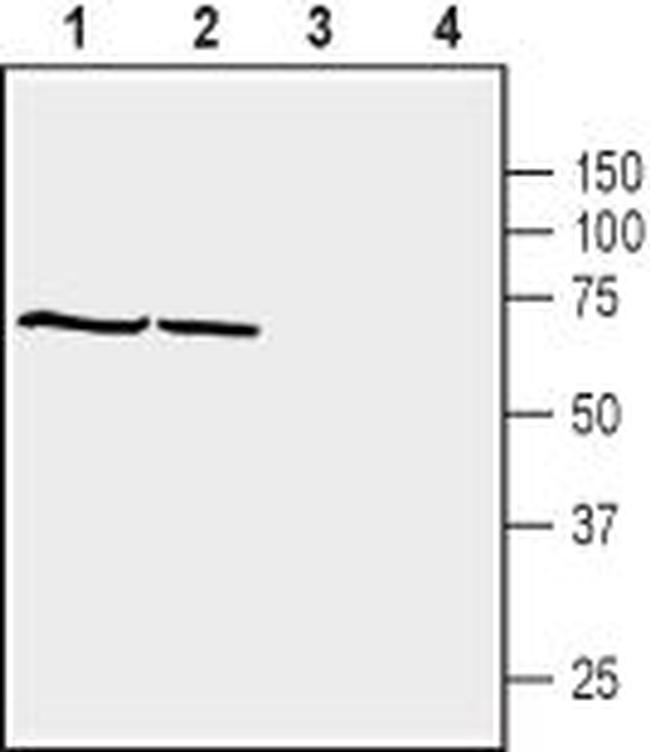 beta 1-Syntrophin (SNTB1) Antibody in Western Blot (WB)