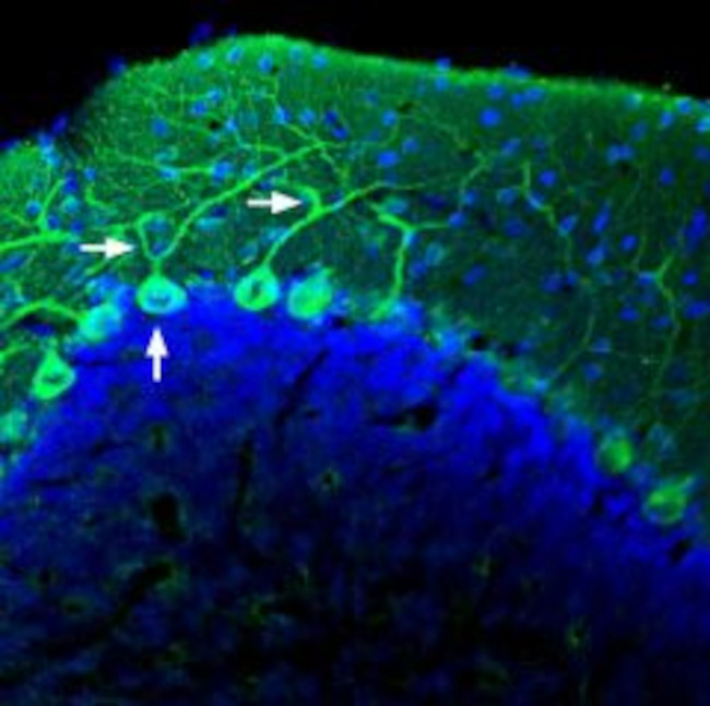 AKAP12 Antibody in Immunohistochemistry (Frozen) (IHC (F))