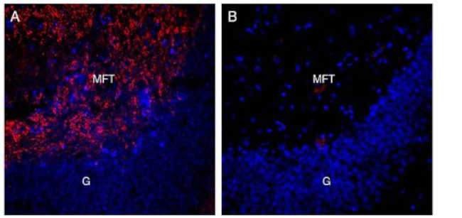 Alpha-Synuclein Antibody in Immunohistochemistry (Frozen) (IHC (F))