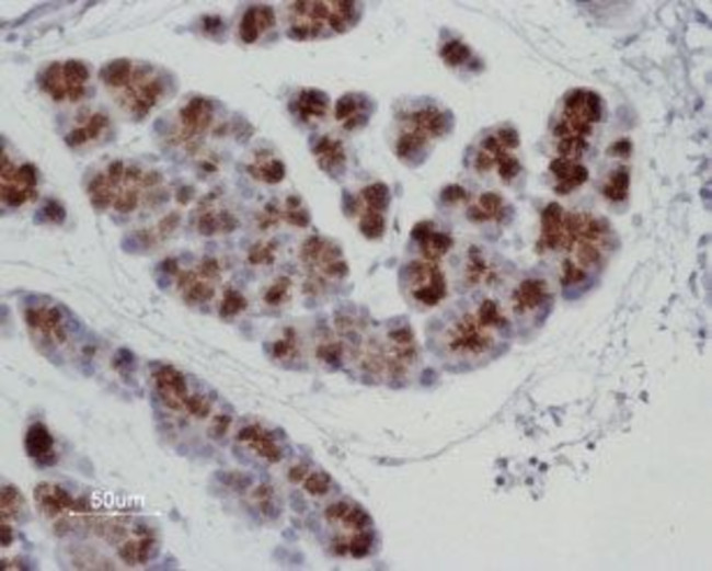 Aquaporin 8 Antibody in Immunohistochemistry (Paraffin) (IHC (P))
