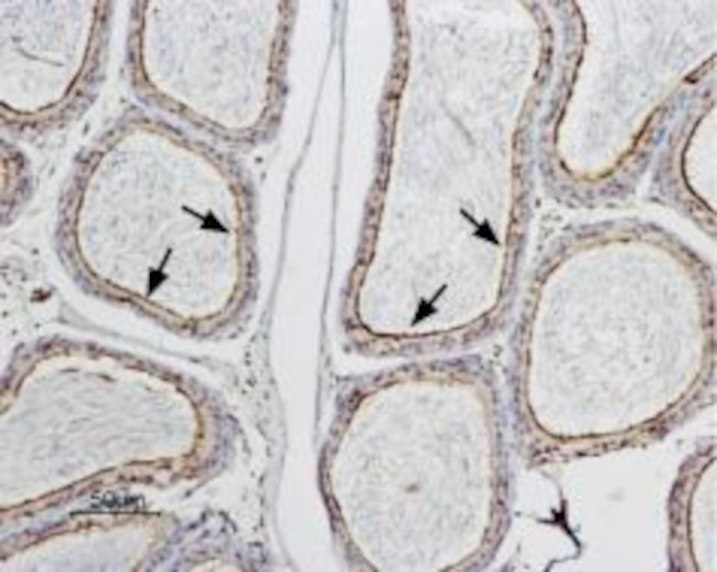 Aquaporin 9 Antibody in Immunohistochemistry (Paraffin) (IHC (P))
