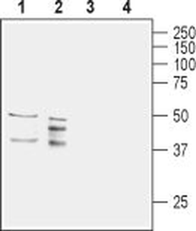 Aquaporin 11 (extracellular) Antibody in Western Blot (WB)