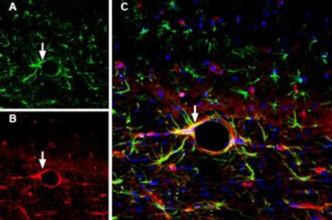 Aquaporin 4 (AQP4) Antibody in Immunohistochemistry (Frozen) (IHC (F))