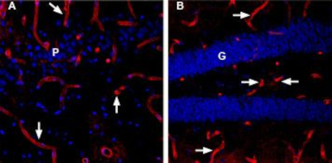 Aquaporin 4 (AQP4) Antibody in Immunohistochemistry (Frozen) (IHC (F))