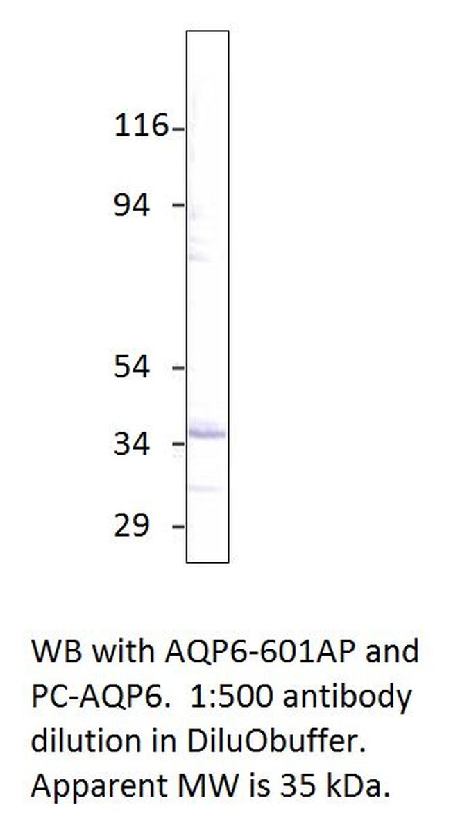 Aquaporin 6 Antibody in Western Blot (WB)