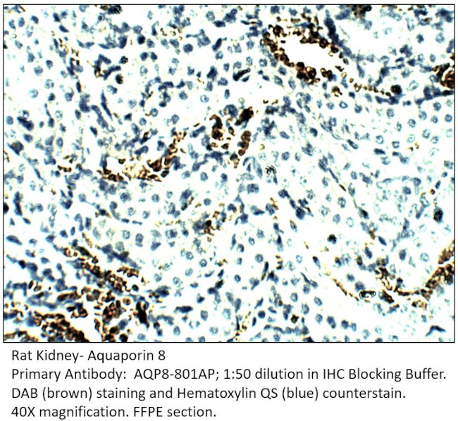 Aquaporin 8 Antibody in Immunohistochemistry (IHC)