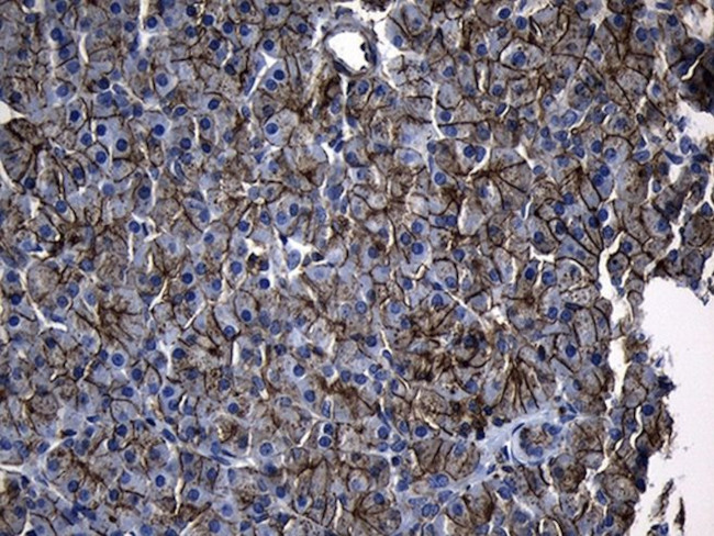 AQP8 Antibody in Immunohistochemistry (Paraffin) (IHC (P))