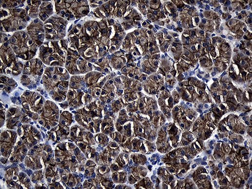 AQP8 Antibody in Immunohistochemistry (Paraffin) (IHC (P))