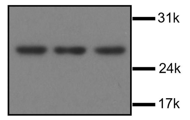 ARCH Antibody in Western Blot (WB)