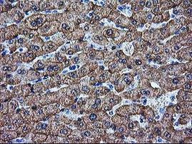 ARG1 Antibody in Immunohistochemistry (Paraffin) (IHC (P))