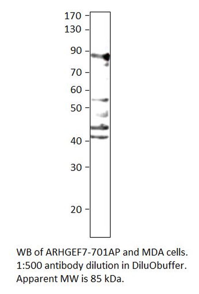 ARHGEF7 Antibody in Western Blot (WB)