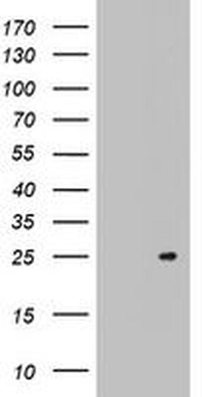 ARL3 Antibody in Western Blot (WB)