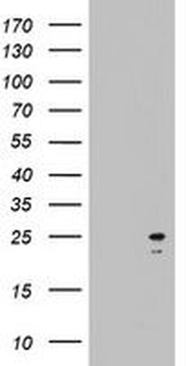 ARL3 Antibody in Western Blot (WB)