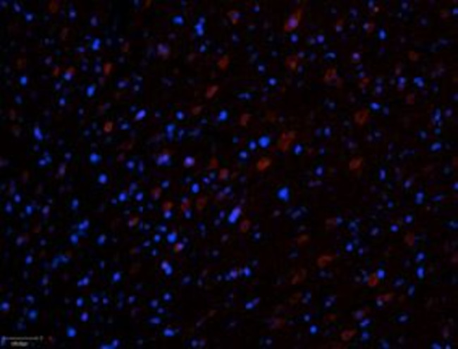 Ryanodine Receptor 3 Antibody in Immunohistochemistry (Frozen) (IHC (F))