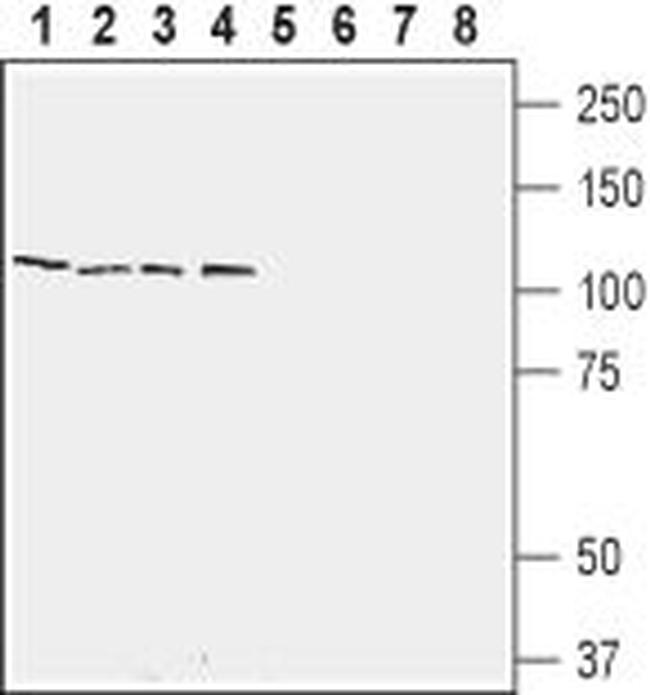 RXFP2 (extracellular) Antibody in Western Blot (WB)