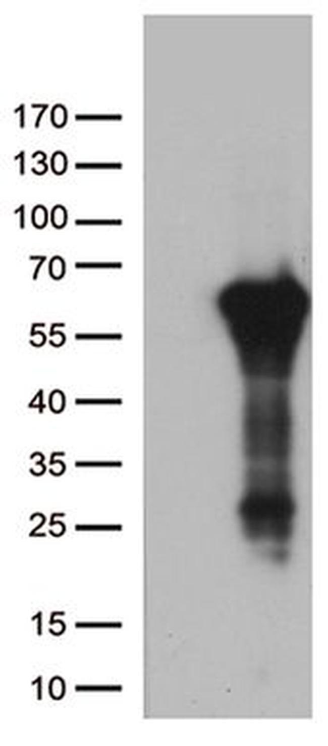 ARSG Antibody in Western Blot (WB)