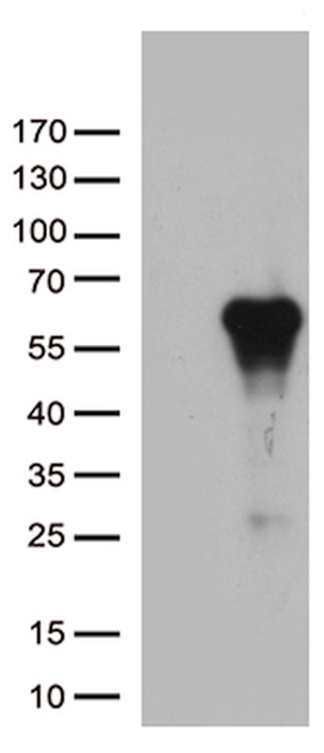 ARSG Antibody in Western Blot (WB)