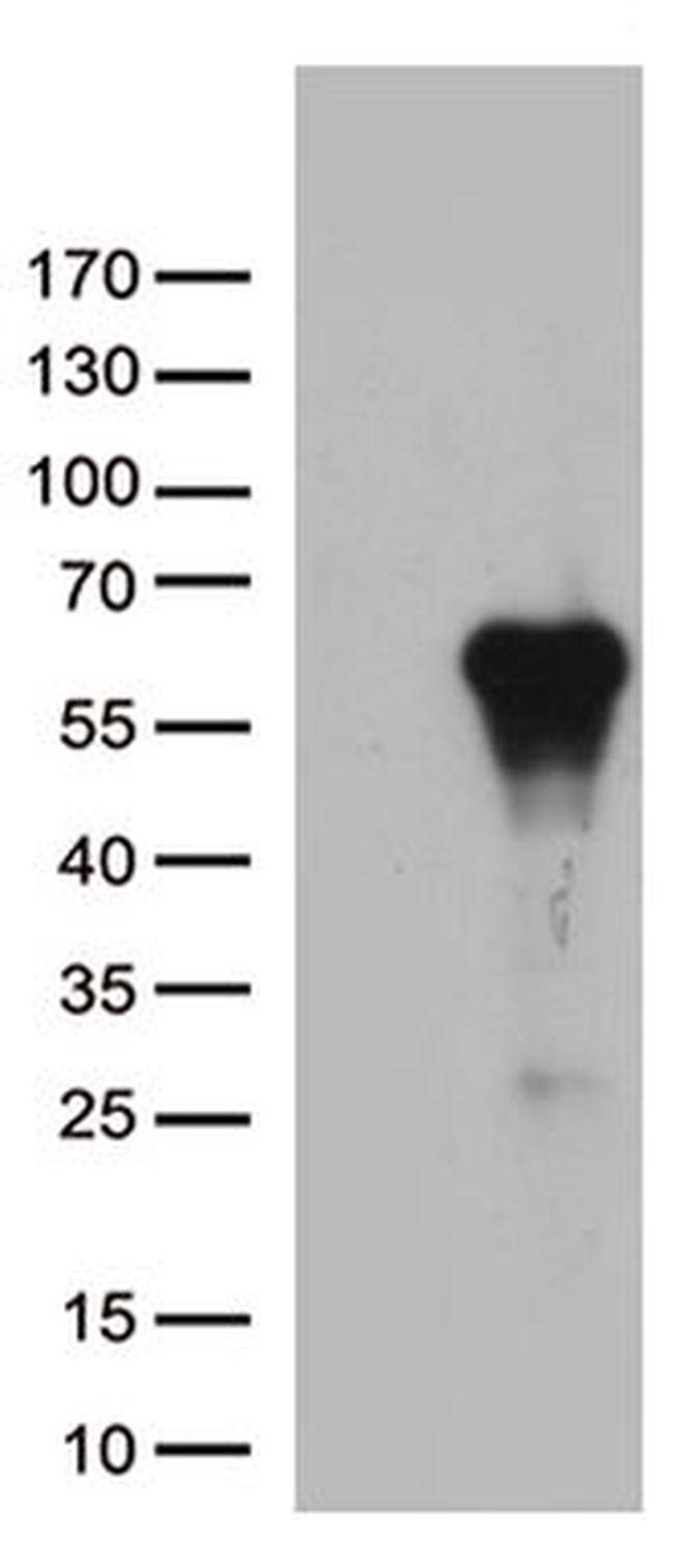 ARSG Antibody in Western Blot (WB)