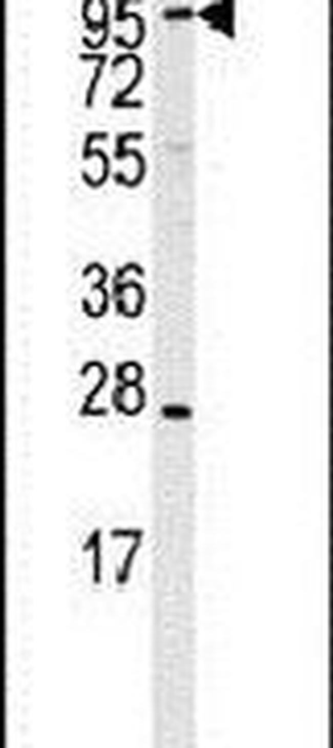 ARTS1 Antibody in Western Blot (WB)