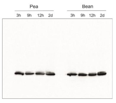 Lhcb2/LHCII type II chlorophyll a/b-binding protein Antibody in Western Blot (WB)