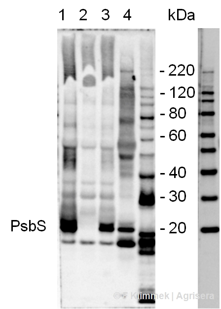 PsbS/22 kDa Lhc-like PSII protein Antibody in Western Blot (WB)