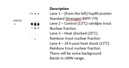 HSP90/Heat shock protein 90 Antibody in Western Blot (WB)