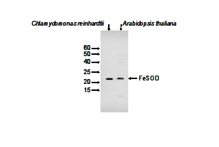FeSOD/Chloroplastic Fe-dependent superoxide dismutase Antibody in Western Blot (WB)