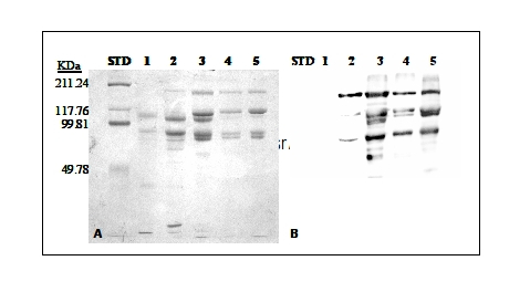 VTG/Sole vitellogenin Antibody in Western Blot (WB)