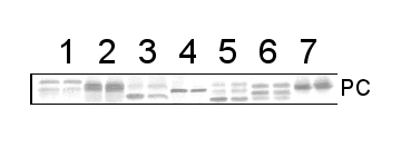 PC/Plastocyanin Antibody in Western Blot (WB)