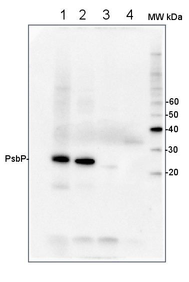PsbP/23 kDa protein of the oxygen evolving complex (OEC) of PSII (protein) Antibody in Western Blot (WB)